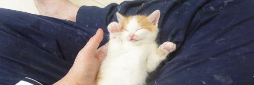 眠る茶白猫