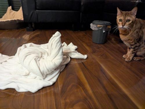 座る猫