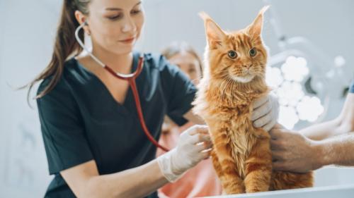 聴診される猫