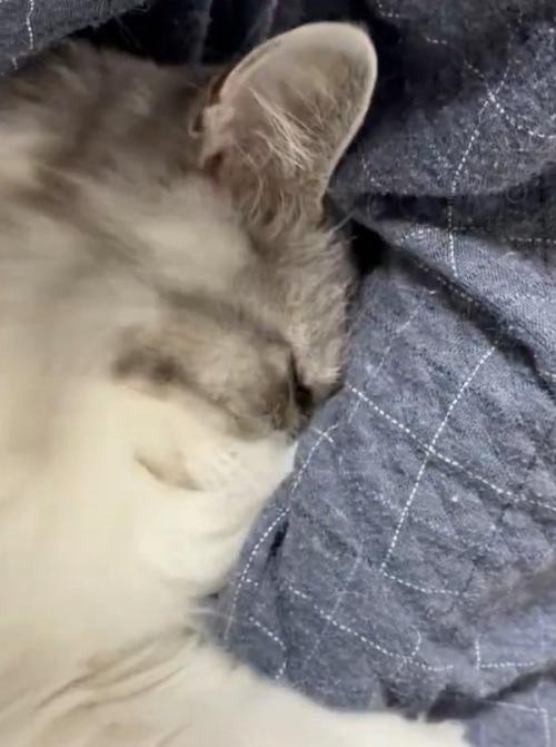 抱き着く猫