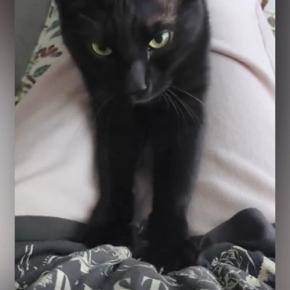 飼い主の膝の上に乗って『ふみふみ』していた黒猫…予想外の『可愛い展開』に「気まずそうな感じたまらん」「何回も見てしまった」と1万いいね