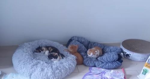 子猫4匹