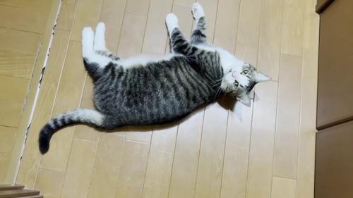 床の上に猫が寝ころびながらこちらを見ている様子