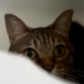 浴槽のなかで待機する猫→飼い主が『いないいないばあ』と声をかけると…まさかのやり取りに「順番でやるんだｗ」「めちゃめちゃ楽しんでるｗ」