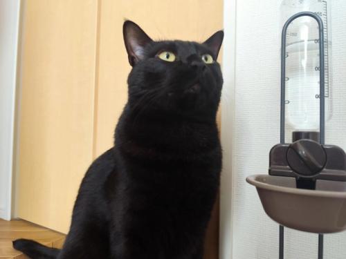上を見る猫