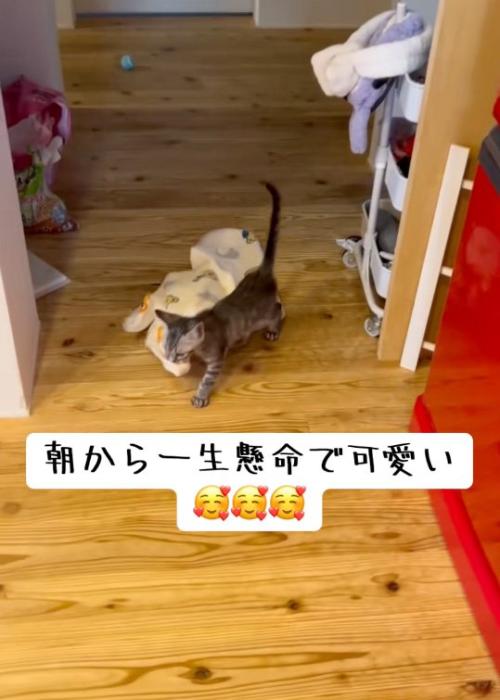 持って行く猫
