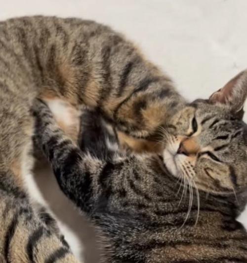 大きい猫のお腹を揉みながら目を細める小さい猫