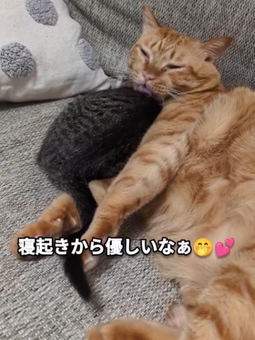 子猫をなめる成猫