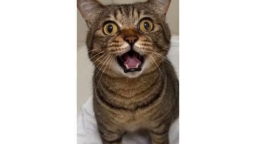 室内にいる猫