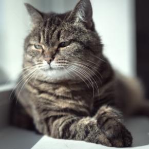 猫の『平均寿命』は種類ごとに異なる？違いが生じる理由や長生きさせるための秘訣
