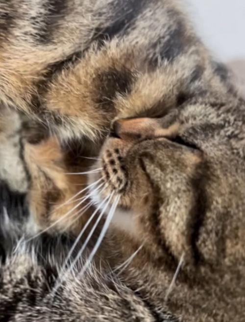 喉を鳴らしながら大きい猫の腹を前足で揉む小さい猫