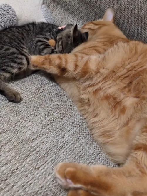 成猫とくっつく子猫