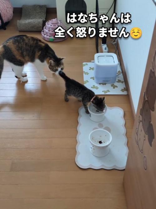 子猫の後ろにいる三毛猫