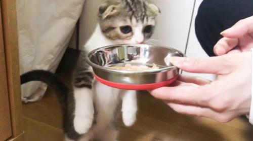 においを嗅ぐ猫