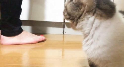 振り返る猫