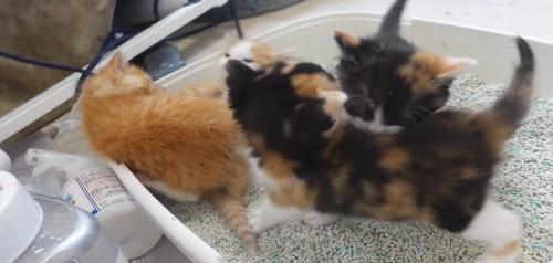 トイレで遊ぶ子猫たち