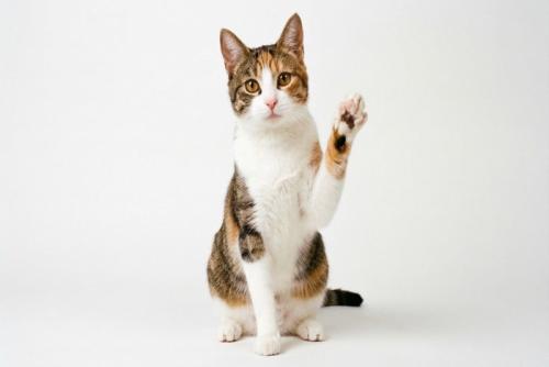 片手を上げる猫