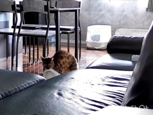 布団をくわえる猫