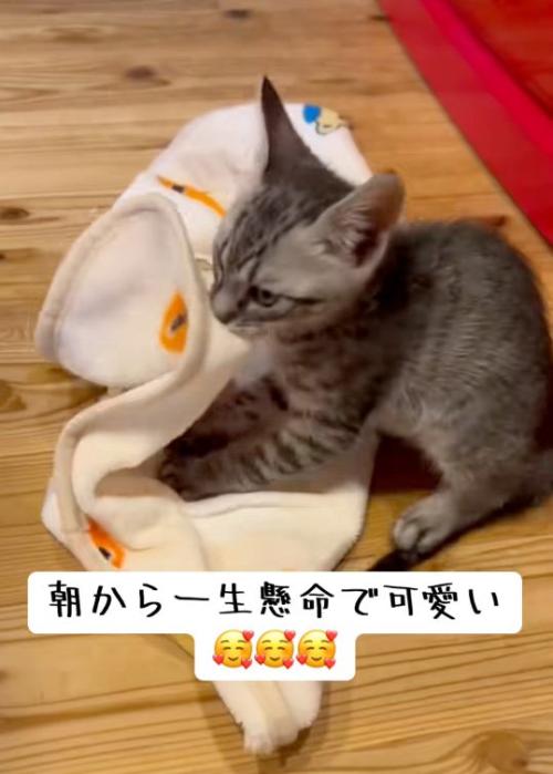 踏む猫