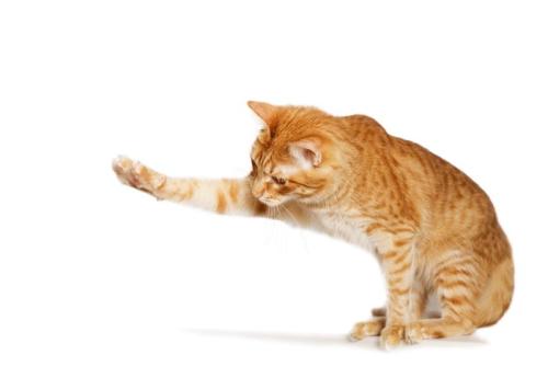 前足を伸ばす猫