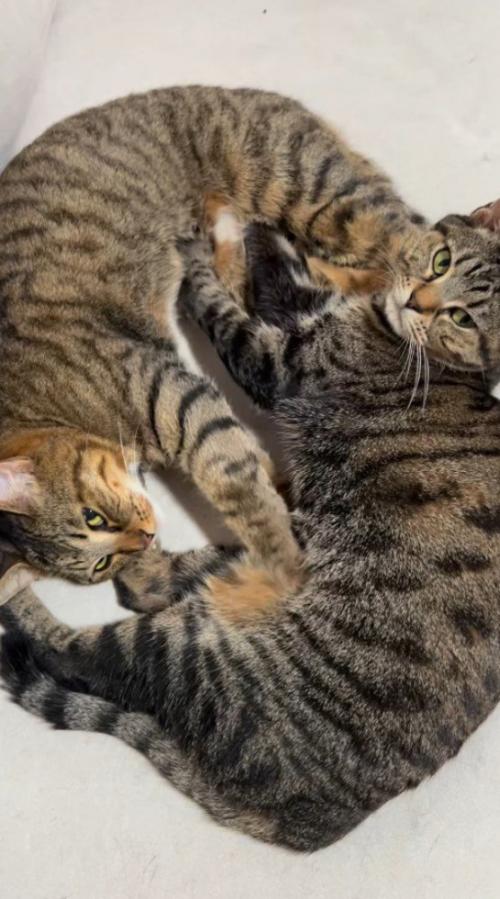 お互いのしっぽの方に顔を近づけて寝転がる2匹の猫