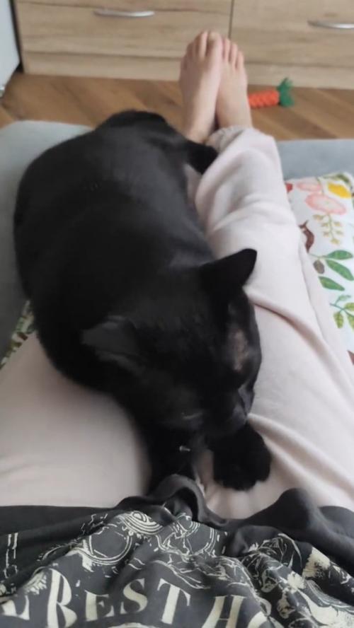 座る位置を変える猫
