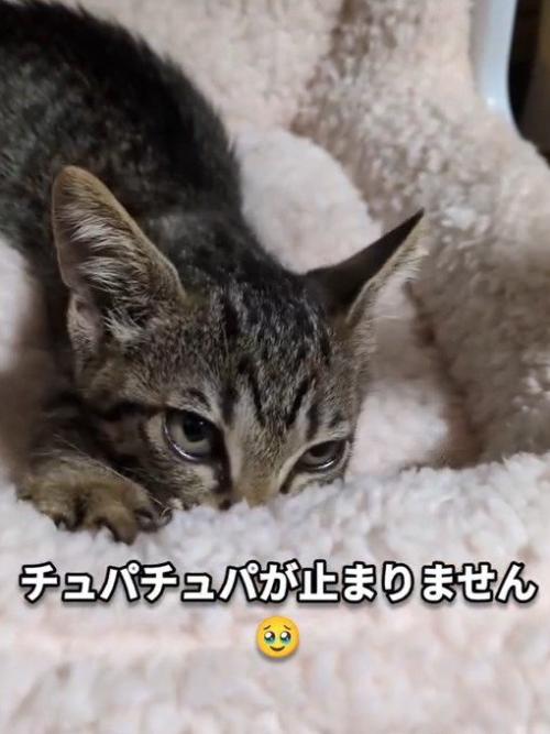 猫ベッドを吸う子猫