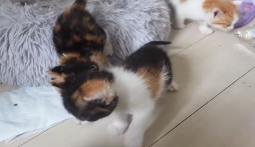 起きて動く子猫3匹