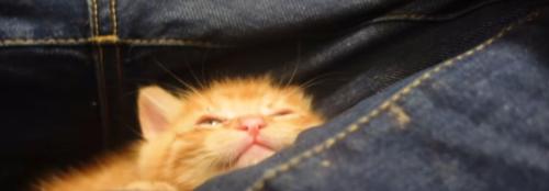 ジーンズに埋もれる茶猫