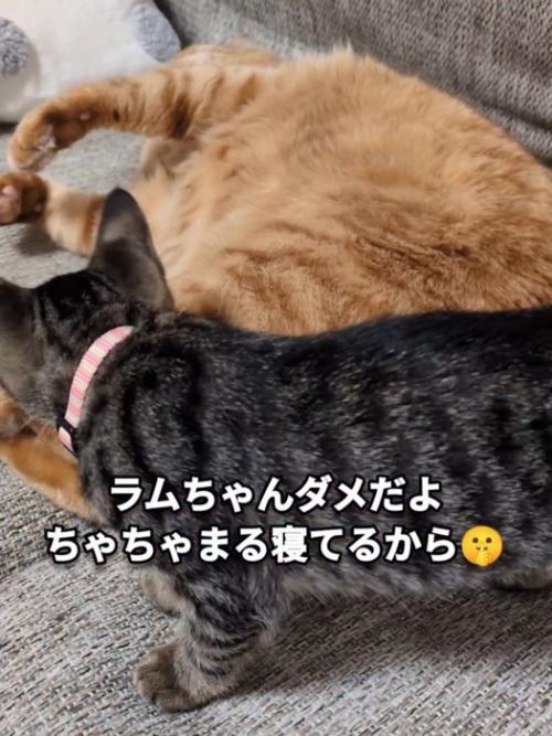 寝ている猫と立っている子猫