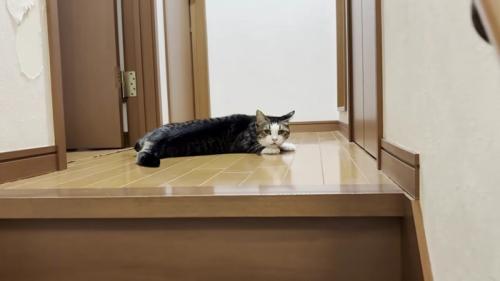 床に伏せながらこちらを見ている猫