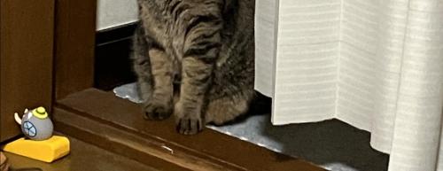猫の足元
