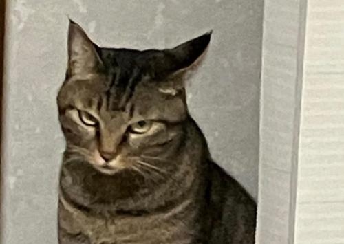 睨みつける猫の顔