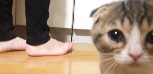 カメラ目線で迫る猫
