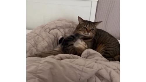 室内にいる猫