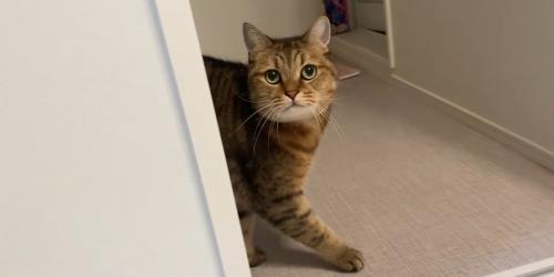 洗面所で飼い主を見上げる猫