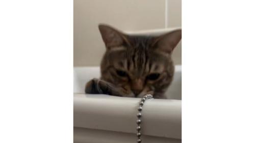 浴槽にいる猫