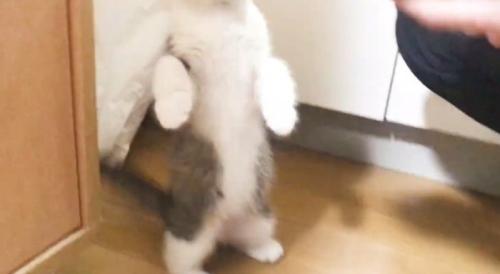 立つ猫