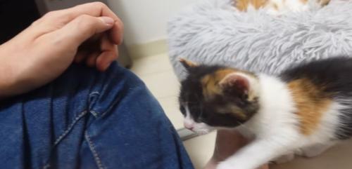 人に駆け寄る三毛猫