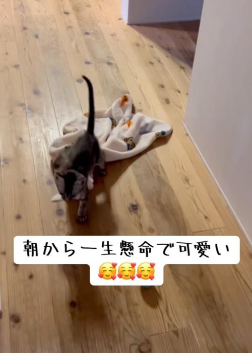 歩く猫