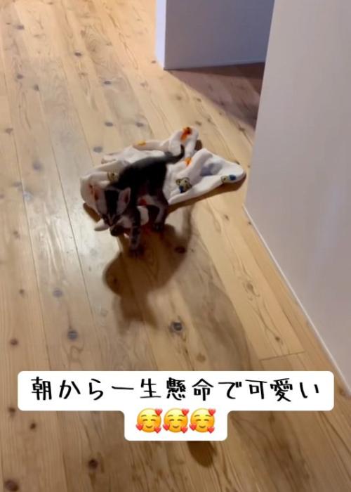 引きずる猫