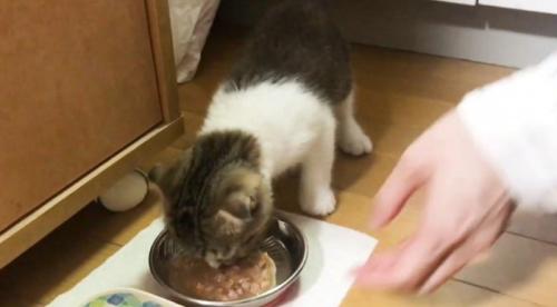 食べる猫と人の手