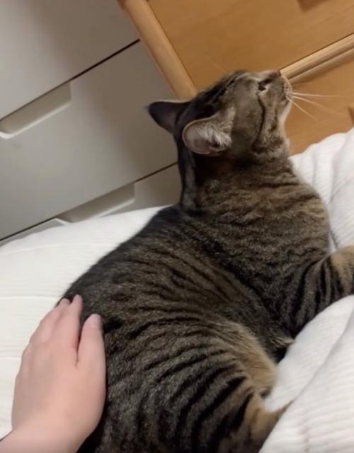 トントンしてもらう猫