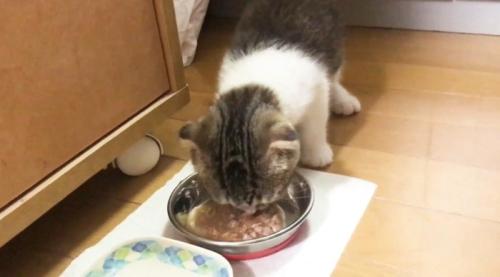 食べる猫
