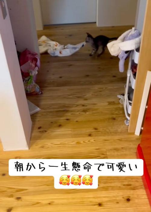 引っ張る猫