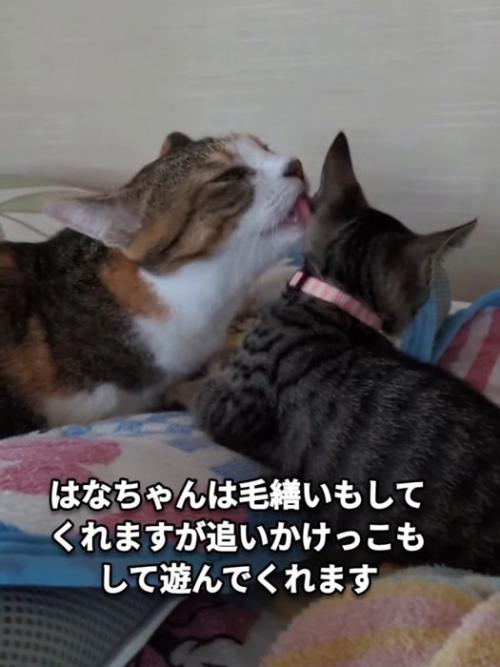 子猫をなめる三毛猫