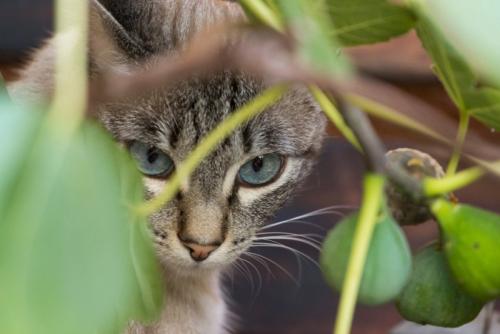猫とイチジク