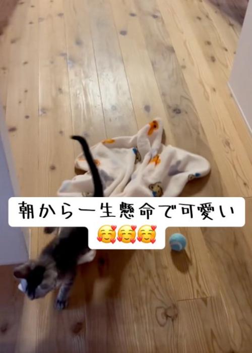 通る猫