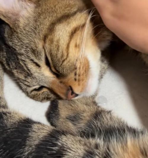 よだれを垂らしている大きい猫