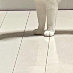 実家の猫に『愛情を注ぎすぎた』結果…目の前に現れた猫が見せた『まさかの反応』に2万3000いいね「表情に笑ったw」